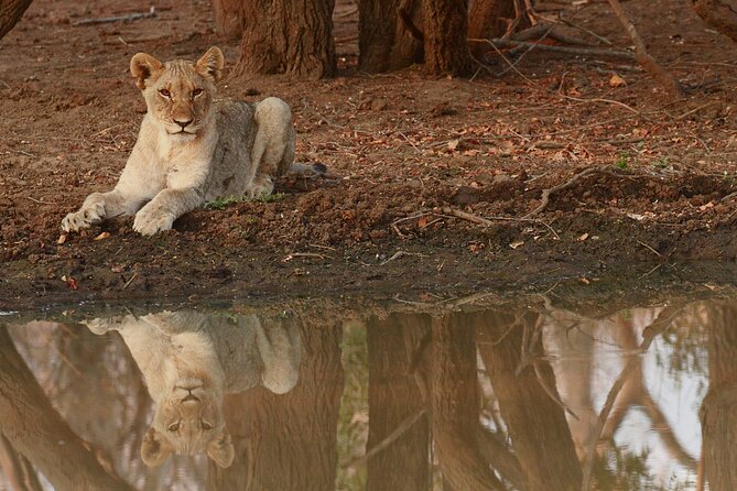 Exclusive Morning Game Drive Safari near Hoedspruit - Practical details that affect your morning