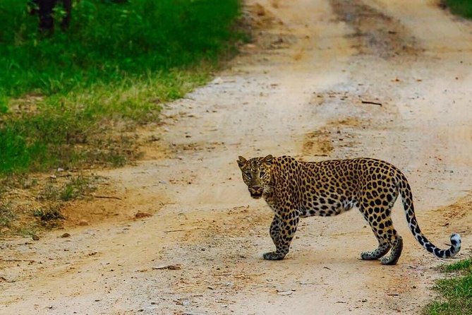 Exclusive Safari at Jhalana Leopard Park Including Transfers - The best part is the search itself