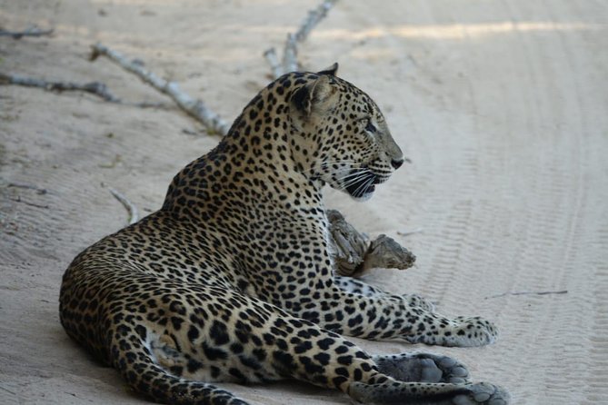 Exclusive Safari at Jhalana Leopard Park Including Transfers - How the $162 price works out