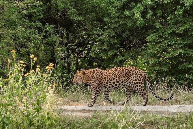 Exclusive Safari at Jhalana Leopard Park Including Transfers - What you may see beyond leopards