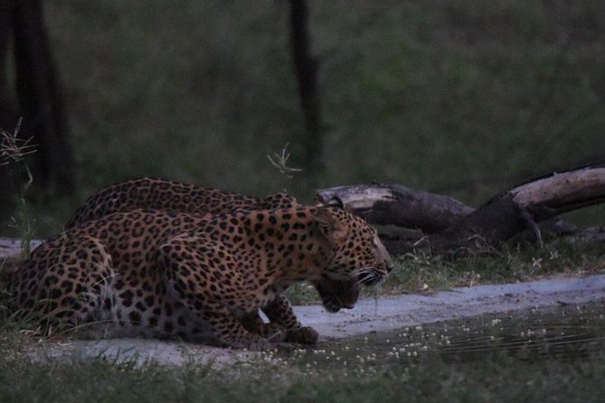 Exclusive Safari at Jhalana Leopard Park Including Transfers - Timing, refreshments, and the return to Jaipur