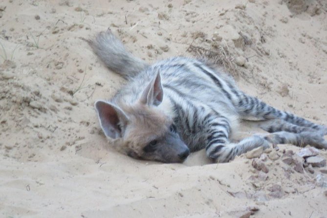 Exclusive Safari at Jhalana Leopard Park Including Transfers - Morning or afternoon: choosing your departure