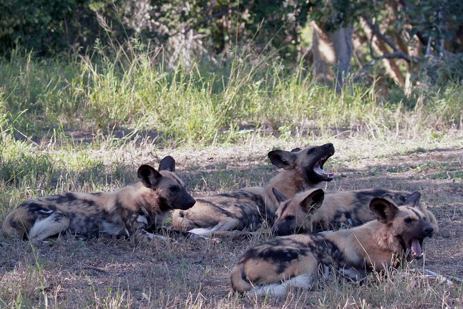 Exclusive Sunset Game Drive Safari near Hoedspruit - Why the late-afternoon drive works so well