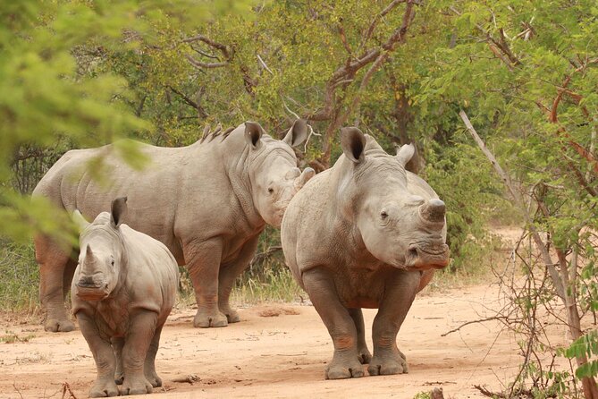 Exclusive Sunset Game Drive Safari near Hoedspruit - The guide makes the difference
