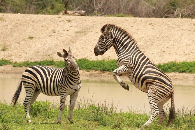 Exclusive Sunset Game Drive Safari near Hoedspruit - Wildlife sightings without false promises