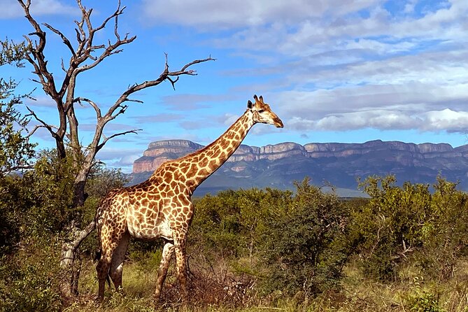 Exclusive Sunset Game Drive Safari near Hoedspruit - What the $112.20 price gets you