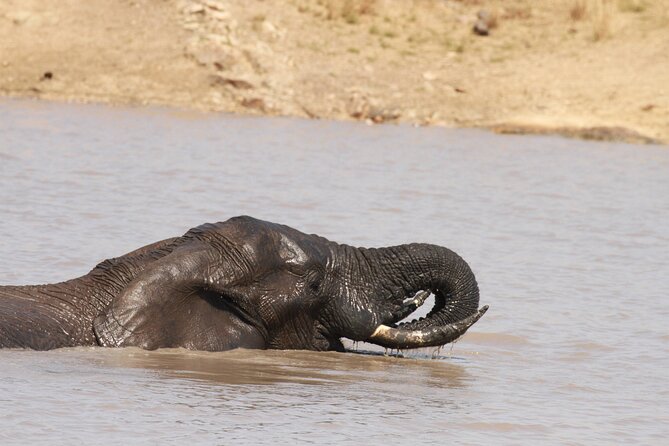 Exclusive Sunset Game Drive Safari near Hoedspruit - Who will enjoy this safari most