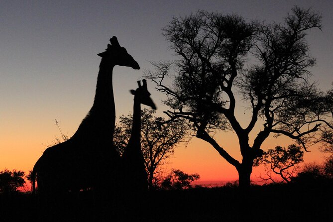 Exclusive Sunset Game Drive Safari near Hoedspruit - Setting out from All or Nothing Adventures at 4 pm