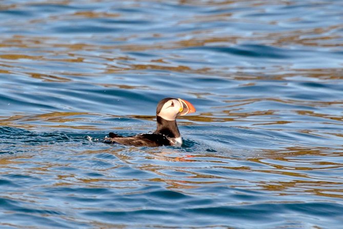 Exhilarating Rib experience - Dingle sea safari - Key points to know before you book