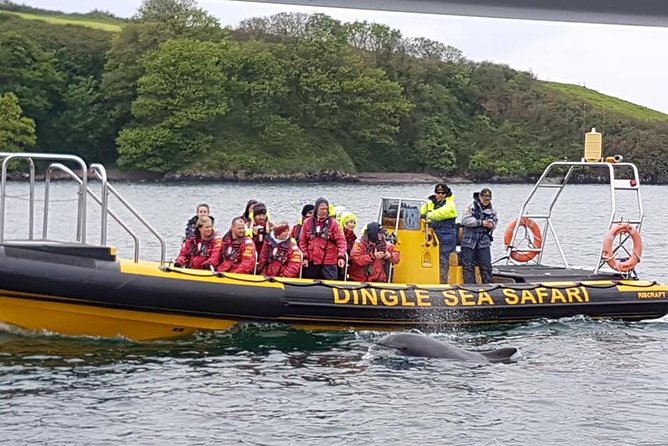 Exhilarating Rib experience - Dingle sea safari - Seeing Dingle from the open Atlantic