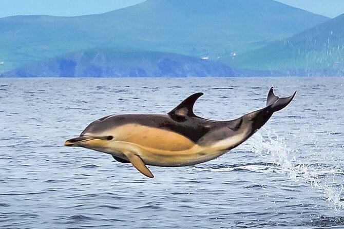 Exhilarating Rib experience - Dingle sea safari - Who will enjoy this sea safari most?
