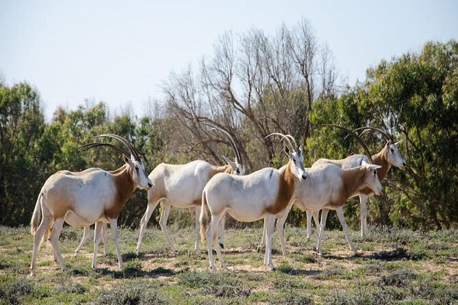Explore Agadir wildlife national park safari with lunch & pickup - Key points to know before you go