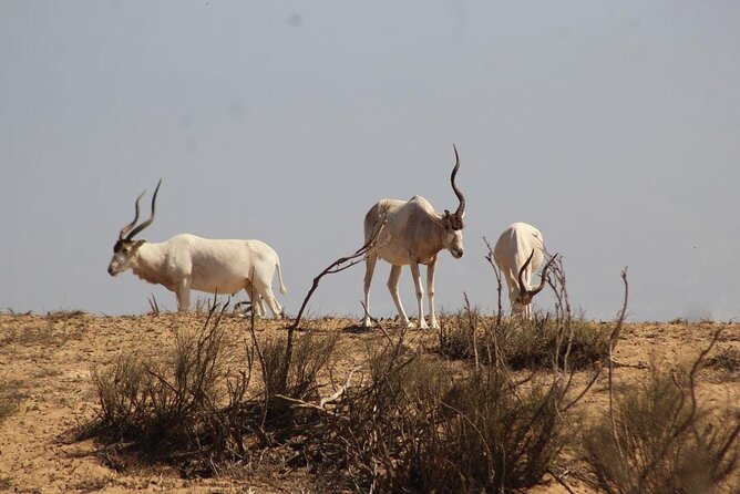 Explore Agadir wildlife national park safari with lunch & pickup - The park museum puts the animals in context