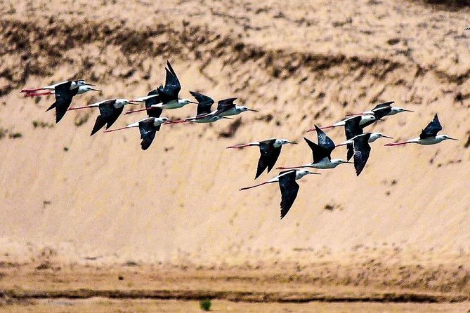 Explore Agadir wildlife national park safari with lunch & pickup - Photo stops add value beyond the animals
