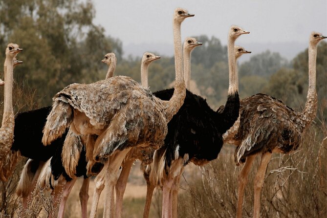 Explore Agadir wildlife national park safari with lunch & pickup - Lunch keeps the half-day schedule simple