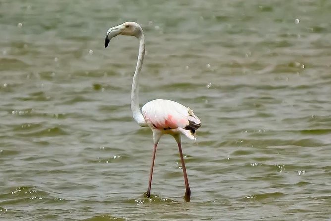 Explore Agadir wildlife national park safari with lunch & pickup - Is $83.66 fair for five hours?