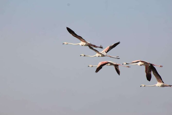 Explore Agadir wildlife national park safari with lunch & pickup - Who will enjoy this Agadir wildlife trip?