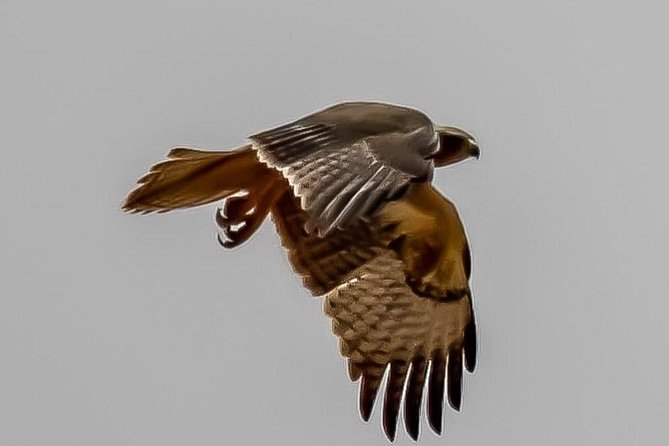 Explore Agadir wildlife national park safari with lunch & pickup - Timing, cancellation, and useful planning details
