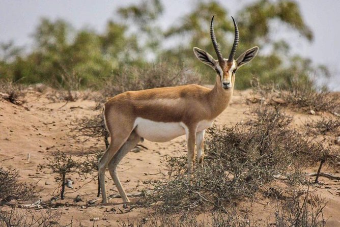 Explore Agadir wildlife national park safari with lunch & pickup - Wildlife viewing across 33,800 hectares