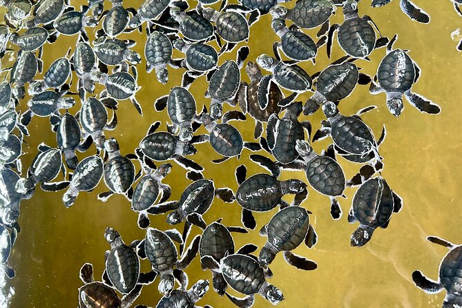 Explore Bentota Village: Guided Tuk Tuk Safari - The turtle conservation visit and sea release