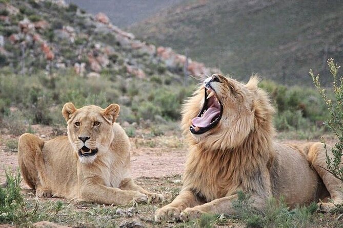 Explore the best Big 5 Aquila Safari Tour and Wine Tasting - Why this pairing works near Cape Town