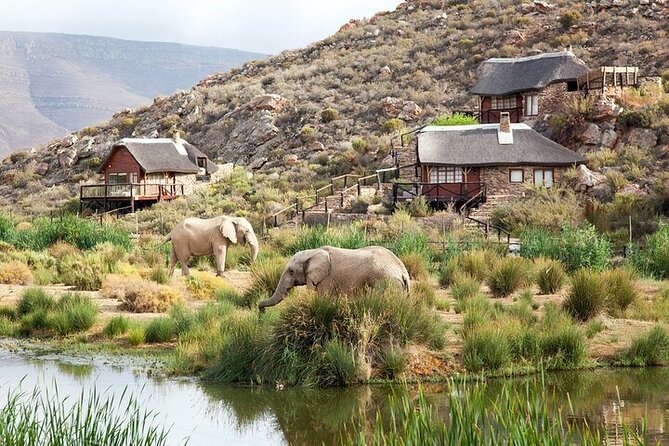 Explore the best Big 5 Aquila Safari Tour and Wine Tasting - The early Cape Town pickup from 7:00 to 8:00