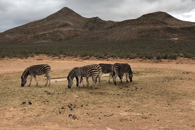 Explore the best Big 5 Aquila Safari Tour and Wine Tasting - Welcome drinks, breakfast, and the buffet lunch