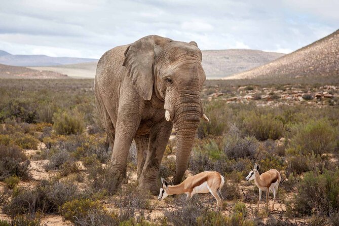 Explore the best Big 5 Aquila Safari Tour and Wine Tasting - Who will enjoy this day most