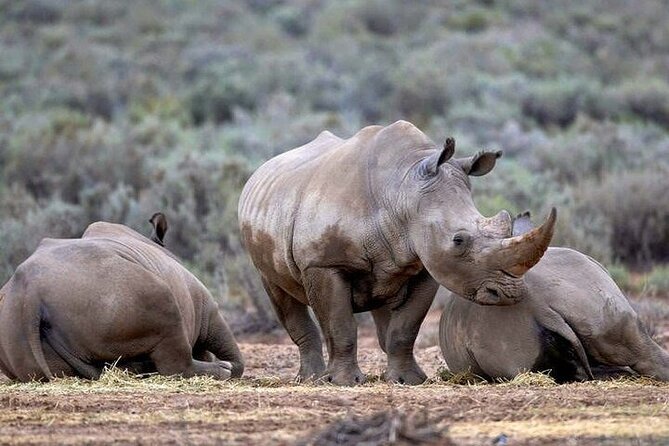 Explore the best Big 5 Aquila Safari Tour and Wine Tasting - Is this Aquila and Fairview tour worth booking?