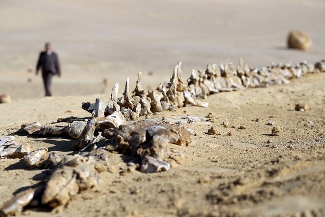Fayoum 4x4 Safari Adventure, Sandboarding, Lunch, Felucca - Sandboarding gets a second look in the Fayoum Desert