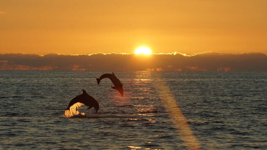 Fazana: Dolphin Finder in Brijuni islands Safari with Dinner - Dinner on board and the private-table setup