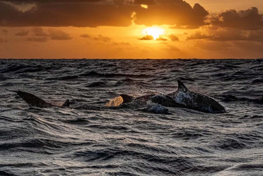 Fazana: Dolphin Finder in Brijuni islands Safari with Dinner - What the two-hour schedule feels like