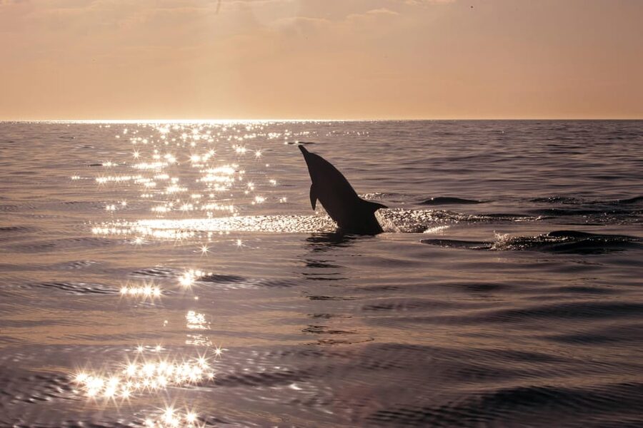 Fazana: Dolphin Finder in Brijuni islands Safari with Dinner - Is $34 a fair price?