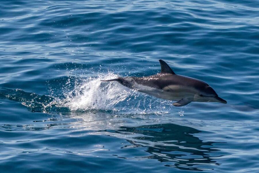 FAŽANA: DOLPHIN SAFARI - Key points to know before booking