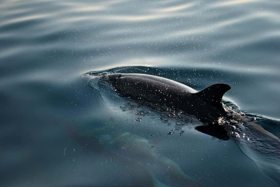 FAŽANA: DOLPHIN SAFARI - Searching for dolphins near the Brijuni islands