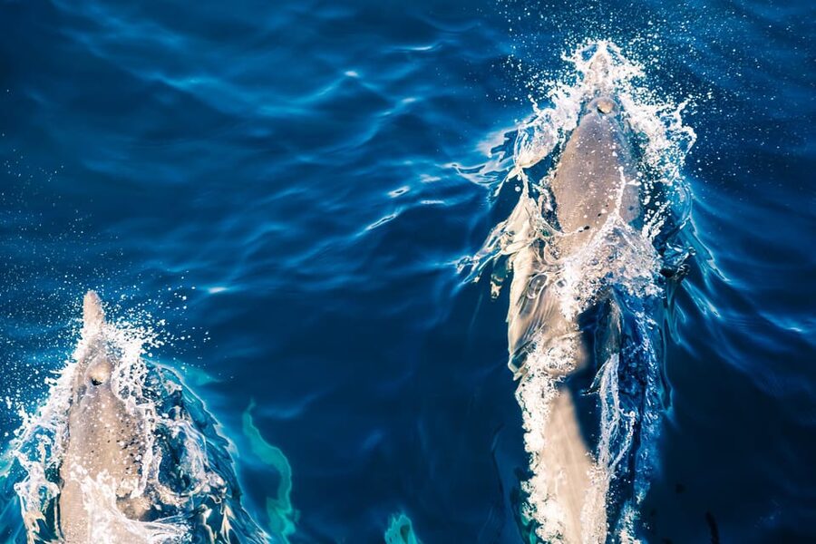 FAŽANA: DOLPHIN SAFARI - Islands, seabirds, and a Roman theater