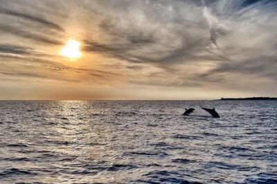 Fazana: dolphin safari and sightseeing in Brijuni at sunset
