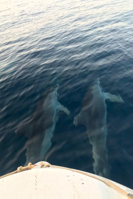 Fazana: dolphin safari and sightseeing in Brijuni at sunset - Who should book this Fažana cruise