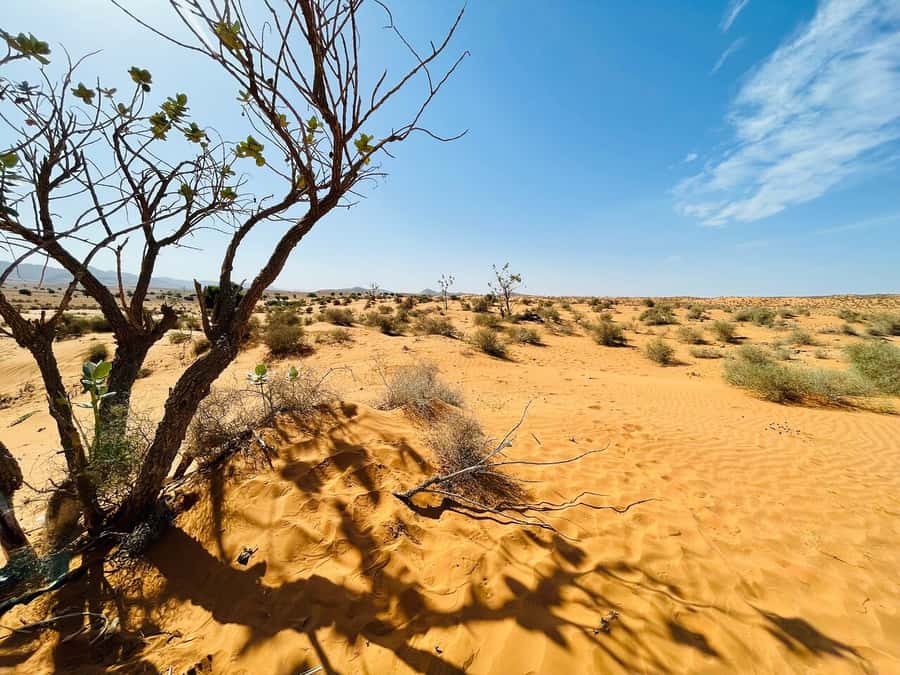 From Agadir: Jeep Desert Safari with Lunch and Camel Ride - A big southern Morocco day from Agadir