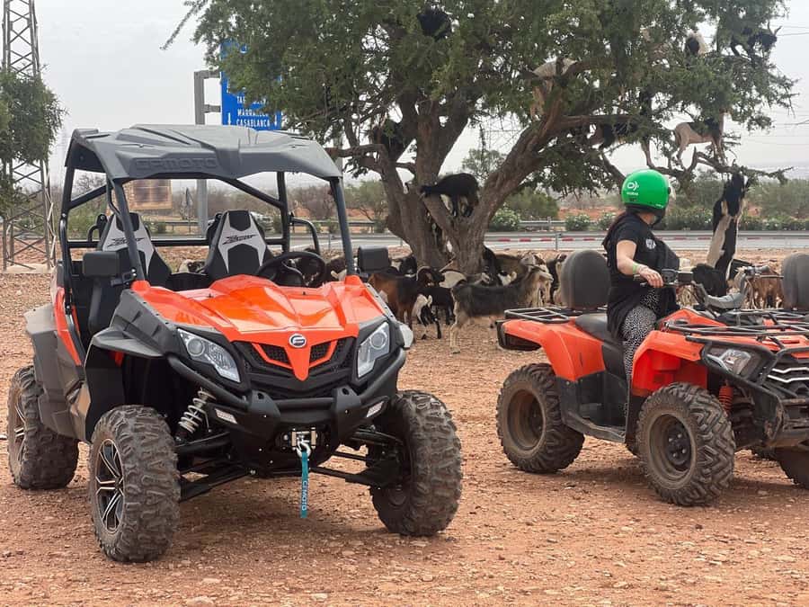 From Agadir/Taghazout: Buggy Safari Adventure & Moroccan Tea - Who will enjoy this outing most?