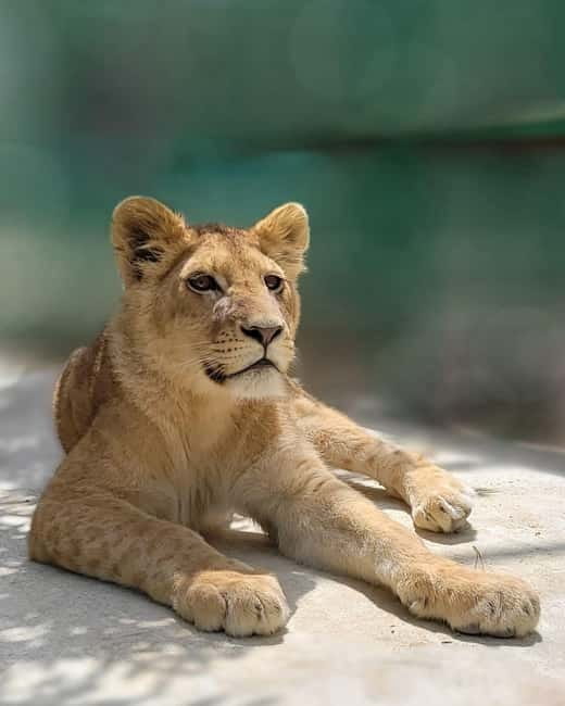 From Alanya: Lion Safari & Green Canyon Splash Feast w/Lunch - The key points at a glance