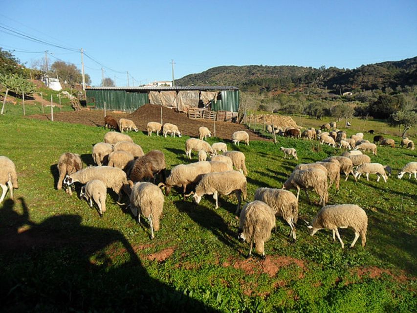 From Albufeira: Half-Day Algarve Jeep Safari - The river, spring, or waterfall stop