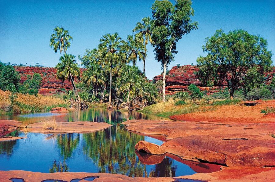From Alice Springs: Palm Valley 4WD Outback Safari + Picnic - Palm Valley’s Rare Plants and Red Rock