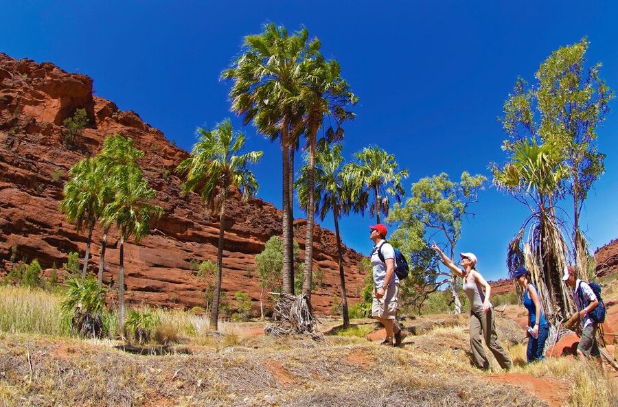 From Alice Springs: Palm Valley 4WD Outback Safari + Picnic - Who Will Enjoy This 10.5-Hour Tour?
