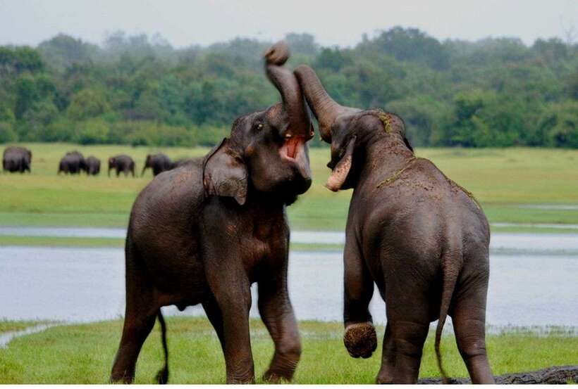 From Anuradhapura: All Inclusive Full Day Safari at Wilpattu - Why Wilpattu works well for a full-day safari