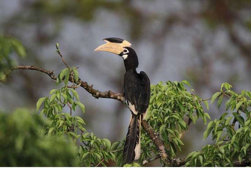From Anuradhapura: All Inclusive Full Day Safari at Wilpattu - Entering Wilpattu around 6:00 am
