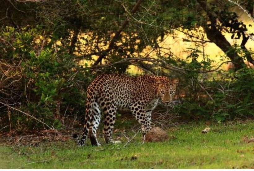 From Anuradhapura: All Inclusive Full Day Safari at Wilpattu - What the private jeep adds
