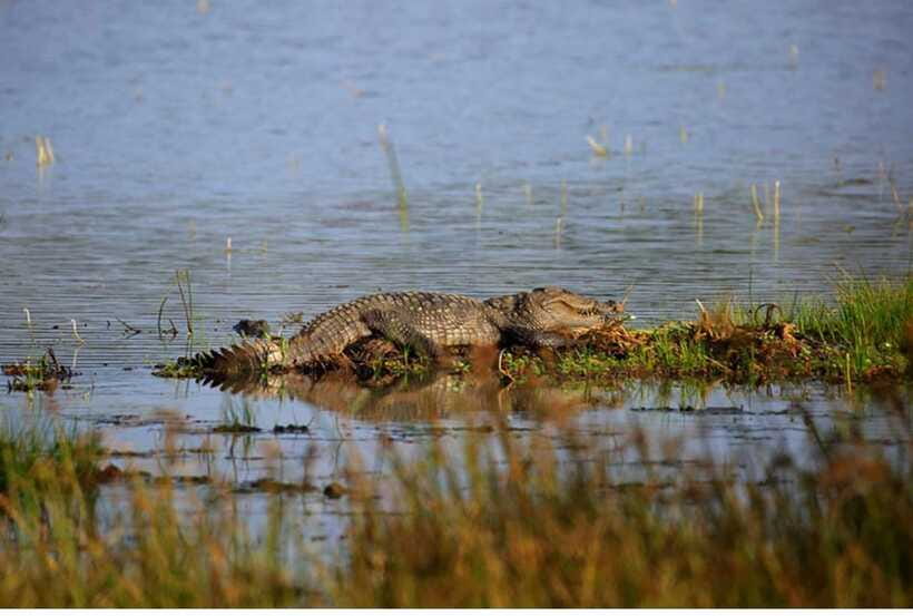 From Anuradhapura: All Inclusive Full Day Safari at Wilpattu - Breakfast, packed lunch, and long-day comfort