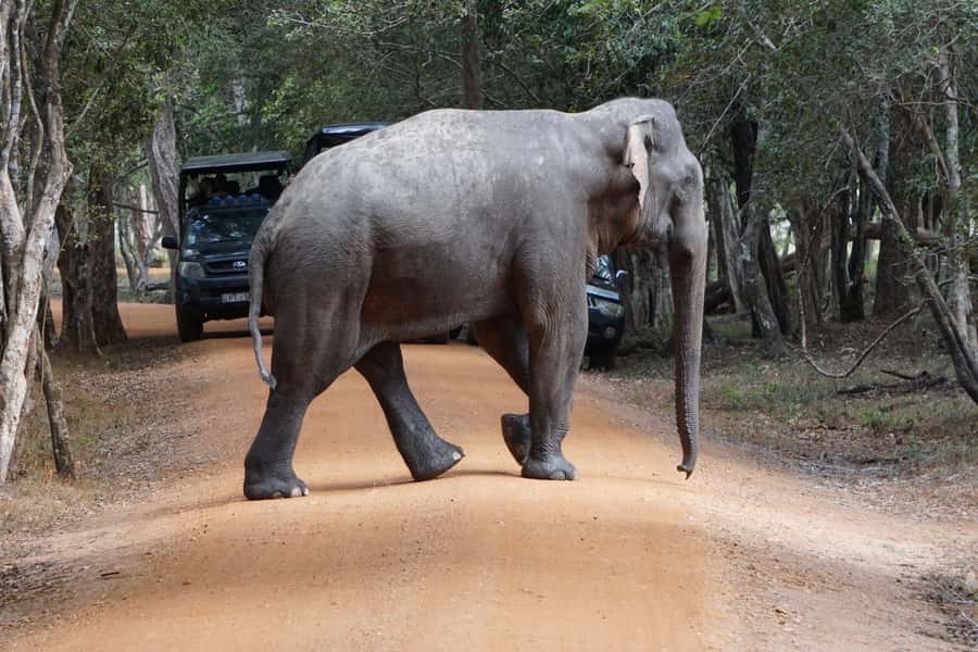 From Anuradhapura:Wilpattu Full-Day Wildlife Safari. - Why Wilpattu Makes a Fine Full-Day Safari