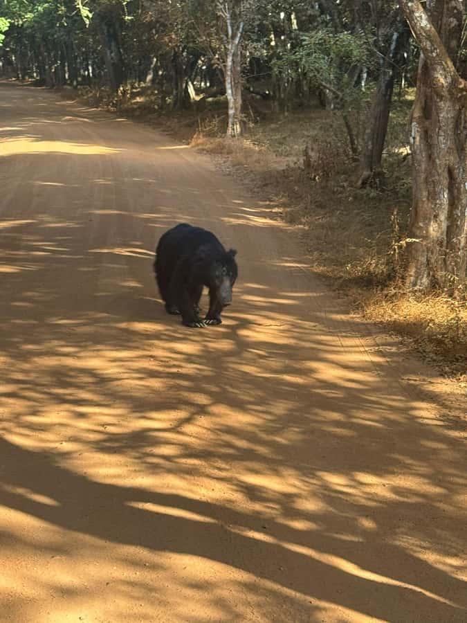 From Anuradhapura:Wilpattu Full-Day Wildlife Safari. - Entering Wilpattu in a Customized Safari Jeep